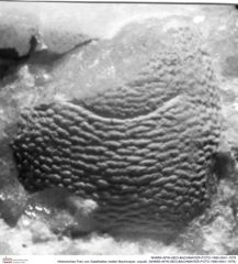 Historisches Foto von Galatheites melleri Bachmayer, unpubl. (NHMW-AFW-GEO-BACHMAYER-FOTO-1990-0041-1578)